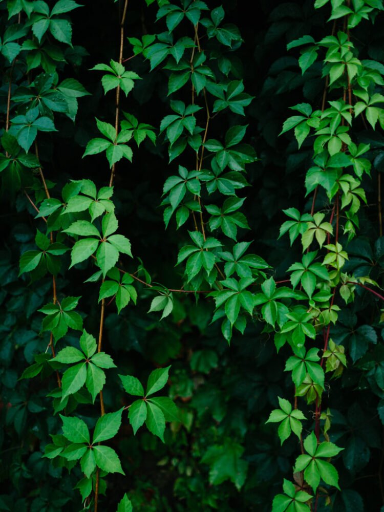 vine branches