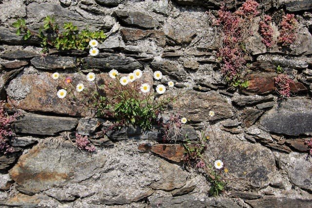 flowers rocks