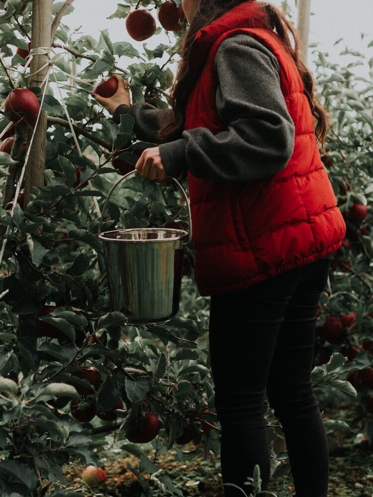 apple picking