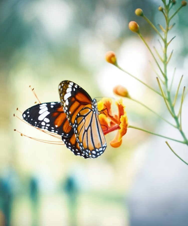 butterfly