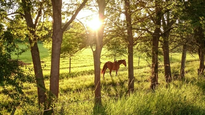 horse in sunshine