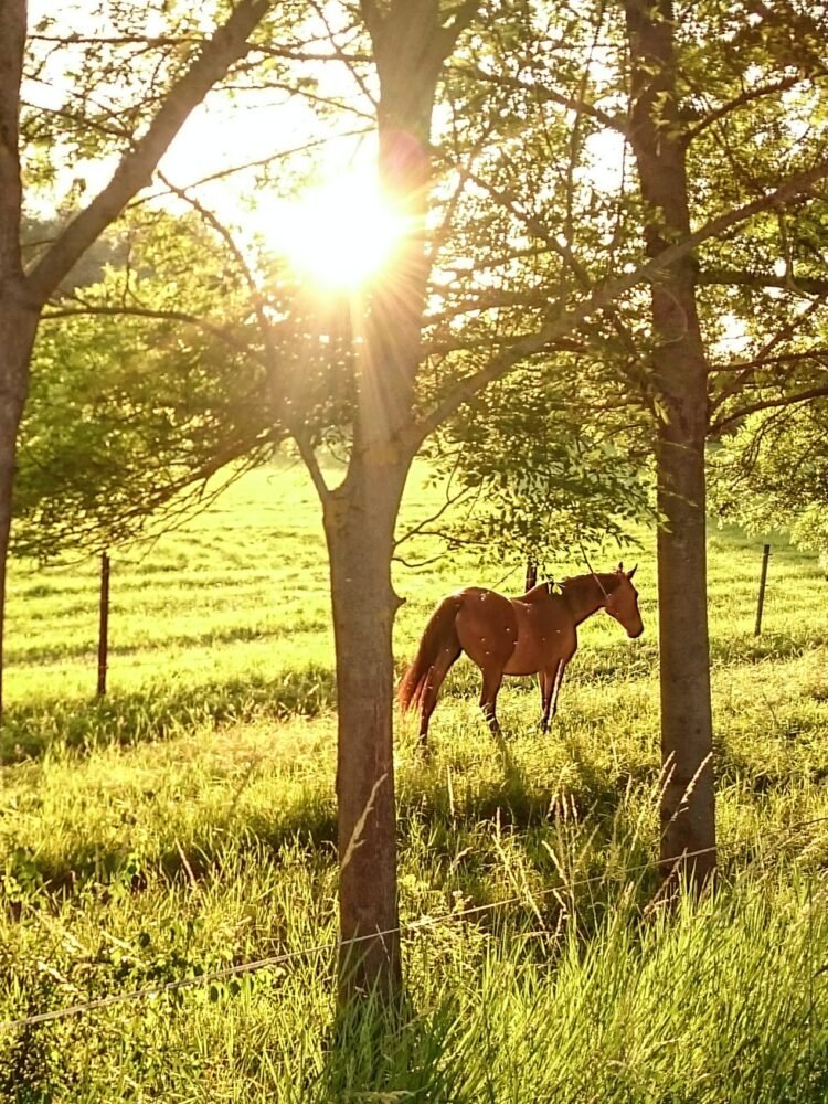 horse in sunshine